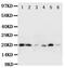Heat shock protein beta-2 antibody, PA5-79411, Invitrogen Antibodies, Western Blot image 