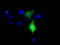 BB1 antibody, TA501682, Origene, Immunofluorescence image 