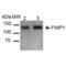 Folliculin Interacting Protein 1 antibody, SPC-718D-BI, StressMarq, Western Blot image 