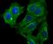 Lumican antibody, NBP2-76847, Novus Biologicals, Immunocytochemistry image 