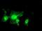 MIF4G domain-containing protein antibody, NBP2-01876, Novus Biologicals, Immunocytochemistry image 