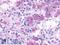 Neuropeptides B And W Receptor 1 antibody, LS-A172, Lifespan Biosciences, Immunohistochemistry frozen image 