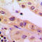 DIA1 antibody, LS-C352112, Lifespan Biosciences, Immunohistochemistry frozen image 