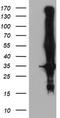 Potassium Voltage-Gated Channel Subfamily J Member 3 antibody, TA504139, Origene, Western Blot image 