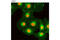 Neuronal Calcium Sensor 1 antibody, 8237P, Cell Signaling Technology, Immunofluorescence image 