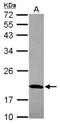 Mitochondrial Ribosomal Protein S10 antibody, NBP2-19409, Novus Biologicals, Western Blot image 