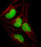 SRY-Box 18 antibody, LS-C161400, Lifespan Biosciences, Immunofluorescence image 