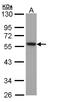 alpha-Tubulin antibody, LS-C186026, Lifespan Biosciences, Western Blot image 
