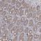 Zinc Finger CCCH-Type Containing 12D antibody, NBP1-91249, Novus Biologicals, Immunohistochemistry frozen image 
