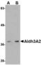 Aldehyde Dehydrogenase 3 Family Member A2 antibody, TA306639, Origene, Western Blot image 