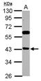 BRMS1 Like Transcriptional Repressor antibody, NBP2-15619, Novus Biologicals, Western Blot image 
