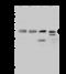 Peptidylprolyl Isomerase D antibody, 202990-T44, Sino Biological, Western Blot image 