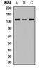 Ribosome Binding Protein 1 antibody, LS-C668693, Lifespan Biosciences, Western Blot image 