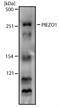 Protein PIEZO1 antibody, NBP1-78537, Novus Biologicals, Western Blot image 