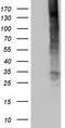 TNF Superfamily Member 4 antibody, M02554, Boster Biological Technology, Western Blot image 