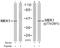 Mitogen-Activated Protein Kinase Kinase 1 antibody, AP02780PU-S, Origene, Western Blot image 