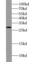Syntaxin-6 antibody, FNab08454, FineTest, Western Blot image 
