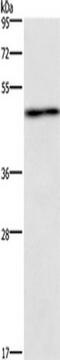 U2AF Homology Motif Kinase 1 antibody, TA350946, Origene, Western Blot image 