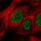 Arginine And Serine Rich Coiled-Coil 2 antibody, HPA048183, Atlas Antibodies, Immunocytochemistry image 