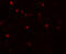 Anoctamin-2 antibody, 5421, ProSci Inc, Immunofluorescence image 