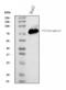 Coagulation Factor II, Thrombin antibody, M00044-2, Boster Biological Technology, Western Blot image 