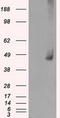 Mitogen-Activated Protein Kinase Kinase 1 antibody, TA500672, Origene, Western Blot image 