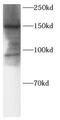 SOS Ras/Rho Guanine Nucleotide Exchange Factor 2 antibody, FNab10316, FineTest, Western Blot image 