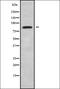Mitochondrial Ribosomal Protein L1 antibody, orb337897, Biorbyt, Western Blot image 