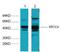 DNA repair protein XRCC4 antibody, MA5-24383, Invitrogen Antibodies, Western Blot image 