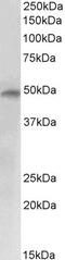 Complement C7 antibody, 43-394, ProSci, Immunohistochemistry frozen image 