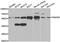 SMAD Family Member 5 antibody, MBS127658, MyBioSource, Western Blot image 