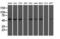 ATP Synthase F1 Subunit Beta antibody, M32270, Boster Biological Technology, Western Blot image 