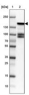 BMP-2-inducible protein kinase antibody, PA5-55322, Invitrogen Antibodies, Western Blot image 