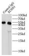 Enoyl-CoA hydratase, mitochondrial antibody, FNab02624, FineTest, Immunoprecipitation image 