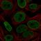 BCL2 antibody, HPA055295, Atlas Antibodies, Immunocytochemistry image 