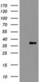 Replication Factor C Subunit 2 antibody, NBP2-03934, Novus Biologicals, Western Blot image 