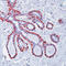 Calponin 1 antibody, LS-C87587, Lifespan Biosciences, Immunohistochemistry frozen image 