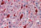 Cell Adhesion Molecule 4 antibody, MBS242781, MyBioSource, Immunohistochemistry frozen image 