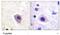 Dihydropyrimidinase Like 2 antibody, ab62478, Abcam, Immunohistochemistry paraffin image 