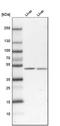 N-acylglucosamine 2-epimerase antibody, HPA000428, Atlas Antibodies, Western Blot image 