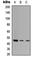Zinc Finger Protein 232 antibody, abx121822, Abbexa, Western Blot image 