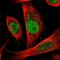 Cell Division Cycle 25A antibody, HPA005855, Atlas Antibodies, Immunofluorescence image 