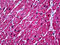 Troponin C1, Slow Skeletal And Cardiac Type antibody, 70-012, ProSci, Immunohistochemistry frozen image 
