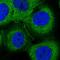 Myosin IXB antibody, HPA042043, Atlas Antibodies, Immunocytochemistry image 
