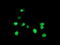 Developmental pluripotency-associated protein 4 antibody, M10283-1, Boster Biological Technology, Immunofluorescence image 