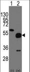 Neuronal pentraxin-2 antibody, LS-B9779, Lifespan Biosciences, Western Blot image 
