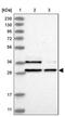 Immediate Early Response 5 antibody, PA5-56287, Invitrogen Antibodies, Western Blot image 