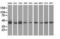 Isovaleryl-CoA dehydrogenase, mitochondrial antibody, NBP2-03047, Novus Biologicals, Western Blot image 