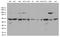 Aspartyl Aminopeptidase antibody, LS-C796452, Lifespan Biosciences, Western Blot image 