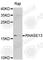 Ribonuclease A Family Member 13 (Inactive) antibody, A1073, ABclonal Technology, Western Blot image 